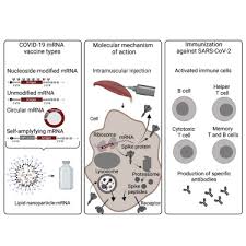 covid 19 mrna vaccines platforms and