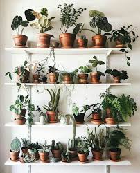 Plant Shelves Bedroom Plants