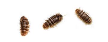how to get rid of carpet beetles faqs
