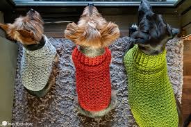 Dandy Dog Sweater Easy Crochet Dog