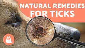 preventing and removing ticks in dogs