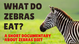 This is partly because they ingest pollen as well as nectar, giving the longwings an extra source of protein. What Do Zebras Eat Zebras Diet
