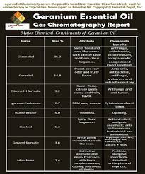 Geranium Oil Essential Oil