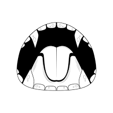 human smile open mouth with teeth