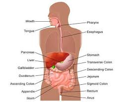 Refers to the back of the organ or body. Pin On Gastroenterologist Los Angeles
