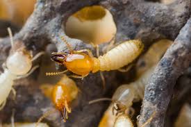 Ants could enter your home from many different areas, so be sure to check around window cracks, door entryways, lighting fixtures, and other possible entrances. Termites Identification Environment Threats Treatment