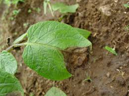Late Blight Of Potato And Tomato Declared Pest