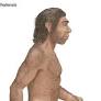 Homo neanderthalensis from www.britannica.com