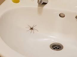 Nine Ways To Keep Spiders Out Of Your