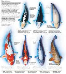 Color Symbolism Koi Fish Color Meaning Chart Www