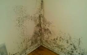 Removing Mould From Wall Ceiling For