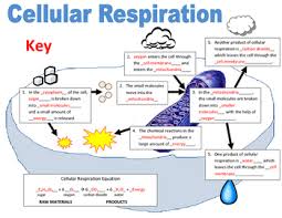 Cellular Respiration Flowchart