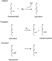 mechanism of lipid peroxidation in