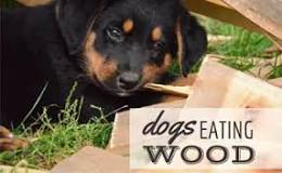 why-do-dogs-like-wood-so-much