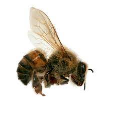 bee wasp hornet identification
