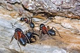 9 tips for stopping an ant infestation