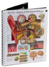 Anatomy And Pathology The Worlds Best Anatomical Charts Edition 4 Other Format