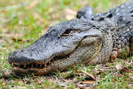 American alligator - Climate Adaptation Explorer