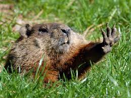 how to get rid of groundhogs naturally