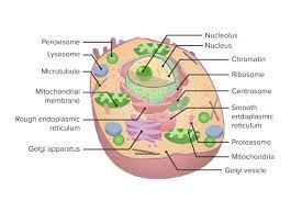 the cell organelles concise cal