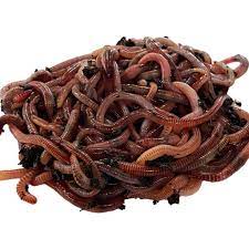 bait size red worm composting worm