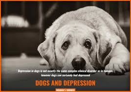 Symptoms of depression for dogs. Depression In Dogs Symptoms Diagnosis Treatments Faq