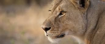 The proverbial 'king of the lions are most active at night and live in a variety of habitats but prefer grassland, savanna, dense. Lion African Wildlife Foundation