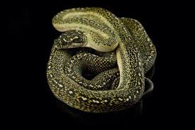 carpet python complex morphs
