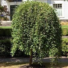 Potted Dwarf Weeping Willow Trees On