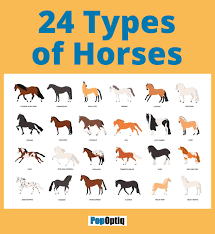 24 Types Of Horses Chart And Anatomy Illustration