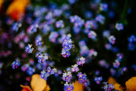 blue plant flora background royalty