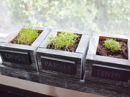 the 9 best herb garden kits of 2021