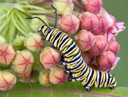 milkweed plants for monarchs