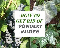 kill and prevent white powdery mildew