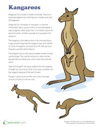 Kangaroo Facts Kangaroo Facts For Kids Kangaroo Facts
