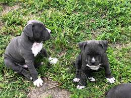 Visit us now to find your dog. Cyclop American Staffordshire Terrier Home Facebook