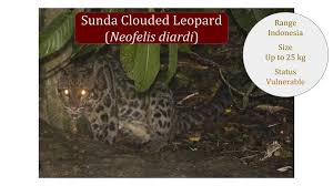 sunda clouded leopard neofelis diardi