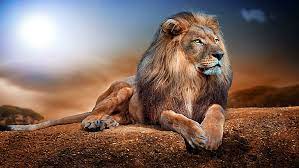 the lion king 1080p 2k 4k 5k hd