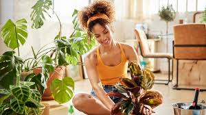 7 Best Houseplants For Your Health