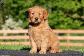Puppyfinder.com is your source for finding an ideal golden retriever puppy for sale near austin, texas, usa area. Golden Labrador Puppies For Sale Austin Tx