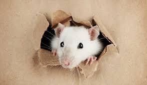 Rat Control: Shocking Ways Rats Can Enter Buildings