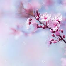Beautiful Cherry Tree Blooming Border On Blue Soft Focus Background