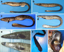 Oceanic Spawning Ecology Of Freshwater Eels In The Western