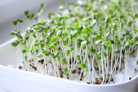 the advanes of broccoli sprouts