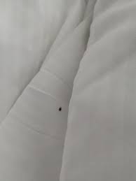 live bed bug on hilton sheets image