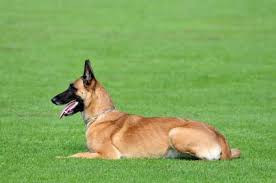We looked inside some of the tweets by @so_dordogne and here's what we found interesting. Berger Belge Chiot Malinois A Vendre Annonce Chien Tervueren Prix