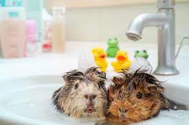 How To Get Rid Of Guinea Pig Smell 8