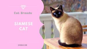 The siamese is recognized by all cat associations. Ciamese Cat Breed Facts Origin History And Personality Traits