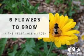 flowers to grow in the vegetable garden