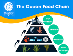 the ocean food chain explained blue